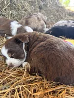 Pearl - Red Tri, a female Miniature Australian Shepherd and Toy Australian Shepherd for sale in Carrollton, GA – Photo 1 of 6