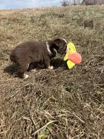 Pearl - Red Tri, a female Miniature Australian Shepherd and Toy Australian Shepherd for sale in Carrollton, GA – Photo 6 of 6