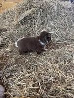 Pearl - Red Tri, a female Miniature Australian Shepherd and Toy Australian Shepherd for sale in Carrollton, GA – Photo 5 of 6
