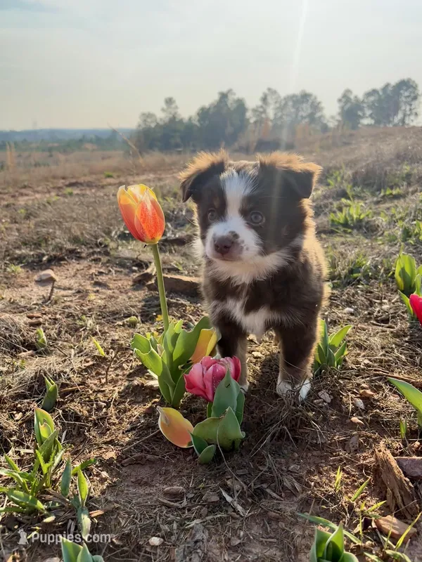 Pearl - Red Tri – Miniature Australian Shepherd, Toy Australian Shepherd puppy on hold in Carrollton, GA