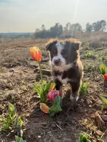 Pearl - Red Tri, a female Miniature Australian Shepherd and Toy Australian Shepherd for sale in Carrollton, GA – Photo 1 of 4