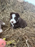 Pearl - Red Tri, a female Miniature Australian Shepherd and Toy Australian Shepherd for sale in Carrollton, GA – Photo 3 of 6