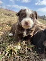 Pearl - Red Tri, a female Miniature Australian Shepherd and Toy Australian Shepherd for sale in Carrollton, GA – Photo 2 of 6