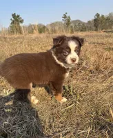 Pearl - Red Tri, a female Miniature Australian Shepherd and Toy Australian Shepherd for sale in Carrollton, GA – Photo 2 of 4