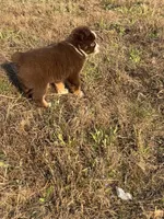Pearl - Red Tri, a female Miniature Australian Shepherd and Toy Australian Shepherd for sale in Carrollton, GA – Photo 3 of 4