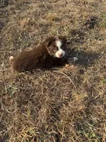 Pearl - Red Tri, a female Miniature Australian Shepherd and Toy Australian Shepherd for sale in Carrollton, GA – Photo 4 of 4
