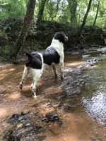 Pumpkin- Orange Roan, a female Brittany for sale in Carrollton, GA – 4 of 5