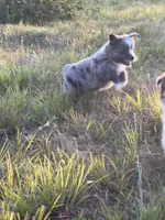 Blue Merle F, a female Toy Australian Shepherd for sale in Carrollton, GA – 6 of 7