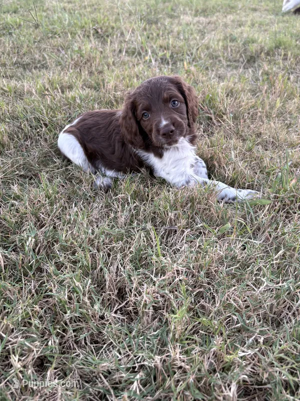 Splash- Liver & White – Brittany puppy for sale in Carrollton, GA