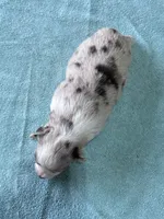 Sunshine , a female Toy Australian Shepherd for sale in Carrollton, GA – 3 of 3