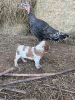 Noodle- Orange Roan, a male Brittany for sale in Carrollton, GA – 3 of 6
