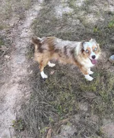 Black Tri Male, a male Toy Australian Shepherd for sale in Carrollton, GA – 4 of 5
