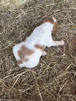 Moji- Orange Roan, a male Brittany for sale in Carrollton, GA – 4 of 8