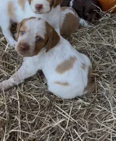 Pumpkin- Orange Roan, a female Brittany for sale in Carrollton, GA – 2 of 5