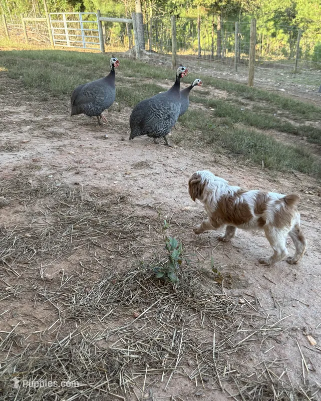 Noodle- Orange Roan – Brittany puppy for sale in Carrollton, GA