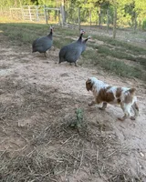Noodle- Orange Roan, a male Brittany for sale in Carrollton, GA – 1 of 6