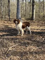 Noodle- Orange Roan, a male Brittany for sale in Carrollton, GA – 6 of 6