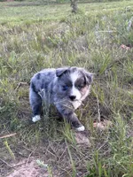 Blue Merle F, a female Toy Australian Shepherd for sale in Carrollton, GA – 3 of 7