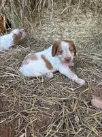 Moji- Orange Roan, a male Brittany for sale in Carrollton, GA – 5 of 8