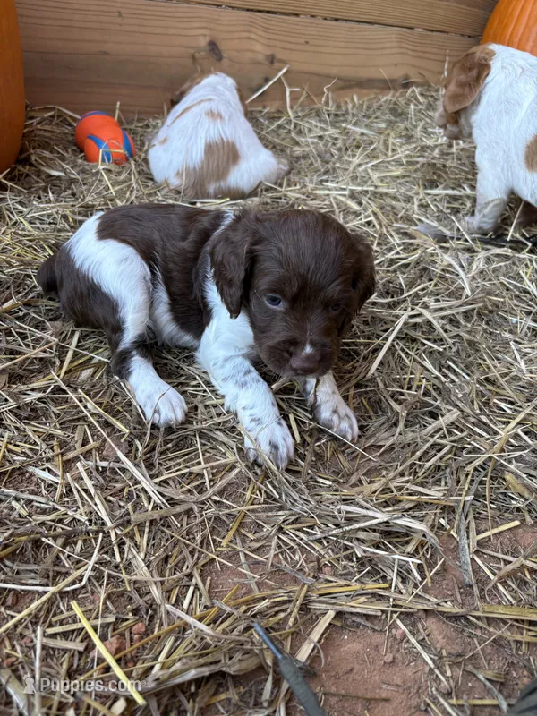 Splash- Liver & White – Brittany puppy for sale in Carrollton, GA