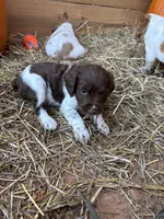 Splash- Liver & White, a female Brittany for sale in Carrollton, GA – 1 of 5