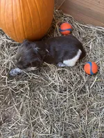 Zoomer- Liver Roan, a male Brittany for sale in Carrollton, GA – 2 of 5