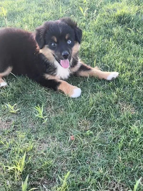 Croissant – Toy Australian Shepherd puppy for sale in Carrollton, GA