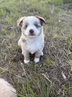 Red Merle F, a female Toy Australian Shepherd for sale in Carrollton, GA – 3 of 6