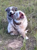 Red Merle F, a female Toy Australian Shepherd for sale in Carrollton, GA – 5 of 6