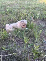 Red Merle Male, a female Toy Australian Shepherd for sale in Carrollton, GA – 5 of 5