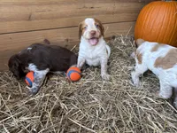 Moji- Orange Roan, a male Brittany for sale in Carrollton, GA – 2 of 8