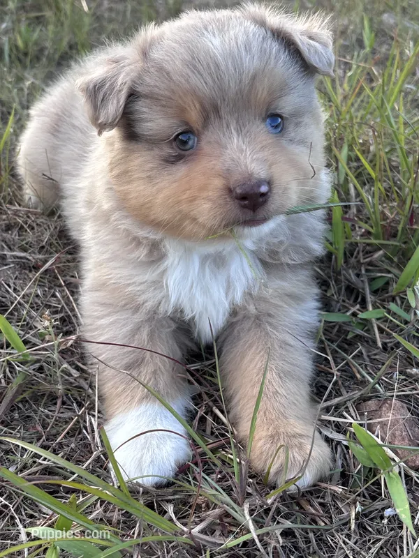 Red Merle Male, a female Toy Australian Shepherd for sale in Carrollton, GA – 1 of 5