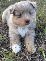 Red Merle Male, a female Toy Australian Shepherd for sale in Carrollton, GA – 1 of 5