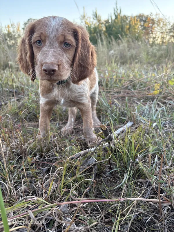 Noodle- Orange Roan – Brittany puppy for sale in Carrollton, GA
