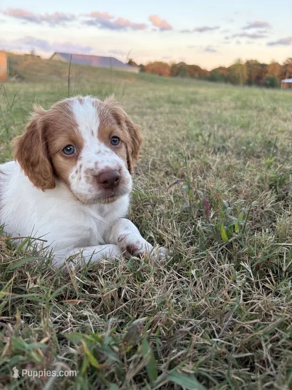 Snowflake – Brittany puppy for sale in Carrollton, GA