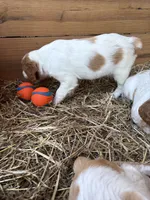 Snowflake, a female Brittany for sale in Carrollton, GA – 2 of 6