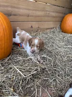 Tootsie (small) Orange Roan, a female Brittany for sale in Carrollton, GA – 2 of 5