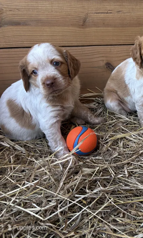 Pumpkin- Orange Roan – Brittany puppy for sale in Carrollton, GA
