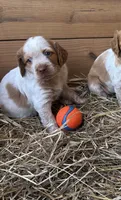 Pumpkin- Orange Roan, a female Brittany for sale in Carrollton, GA – 1 of 5