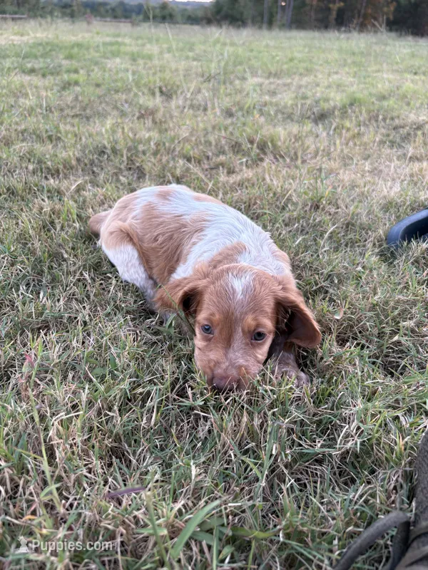 Tootsie (small) Orange Roan – Brittany puppy for sale in Carrollton, GA
