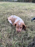 Tootsie (small) Orange Roan, a female Brittany for sale in Carrollton, GA – 1 of 5