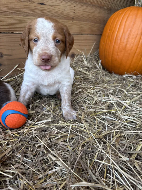 Moji- Orange Roan – Brittany puppy for sale in Carrollton, GA