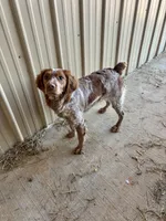 Snowflake, a female Brittany for sale in Carrollton, GA – 4 of 6