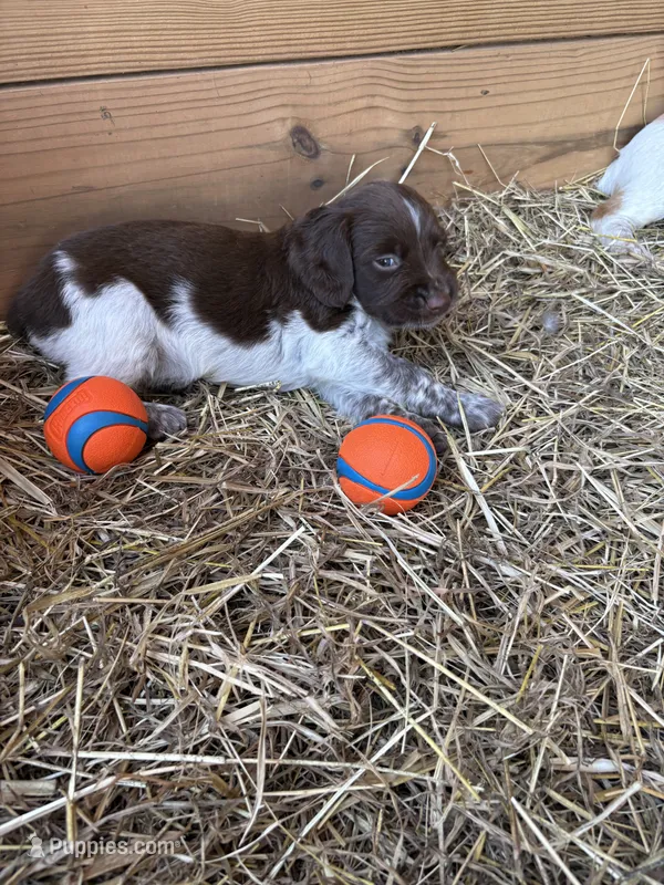 Zoomer- Liver Roan – Brittany puppy for sale in Carrollton, GA