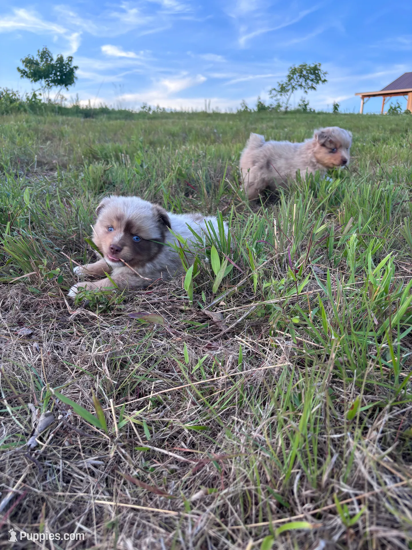 Pecan Pie, a female Toy Australian Shepherd for sale in Carrollton, GA – 2 of 3