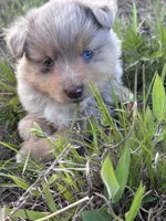 Red Merle Male, a female Toy Australian Shepherd for sale in Carrollton, GA – 4 of 5