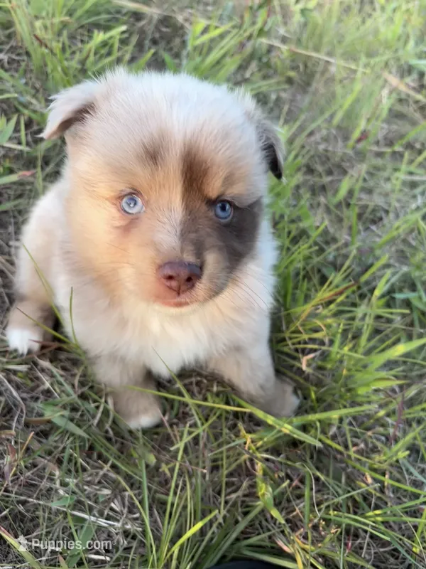 Pecan Pie – Toy Australian Shepherd puppy for sale in Carrollton, GA