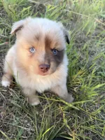 Pecan Pie, a female Toy Australian Shepherd for sale in Carrollton, GA – 1 of 3