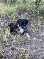 Black Tri F, a female Toy Australian Shepherd for sale in Carrollton, GA – 2 of 4