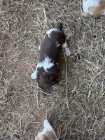 Splash- Liver & White, a female Brittany for sale in Carrollton, GA – 2 of 5